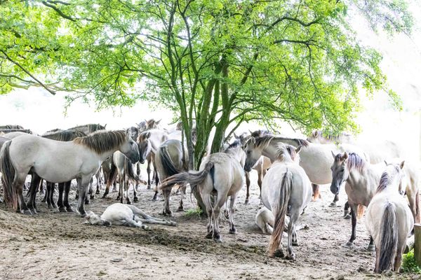 Foto van Peter van Roon