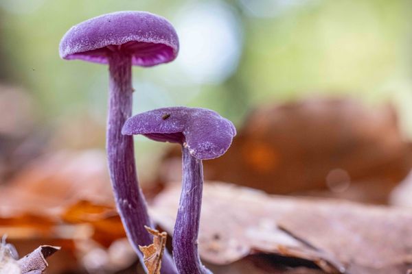 Foto van Peter van Roon