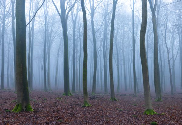 Foto van Peter van Roon