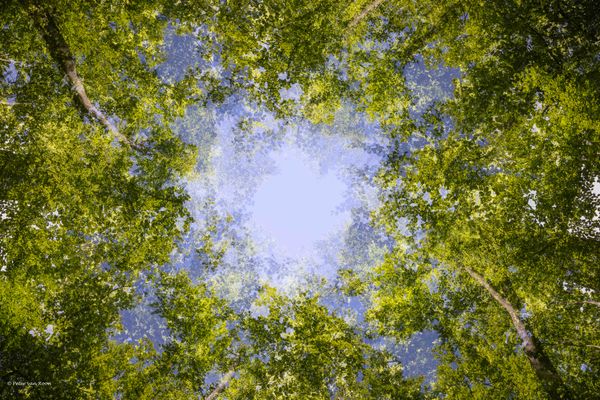 Foto van Peter van Roon