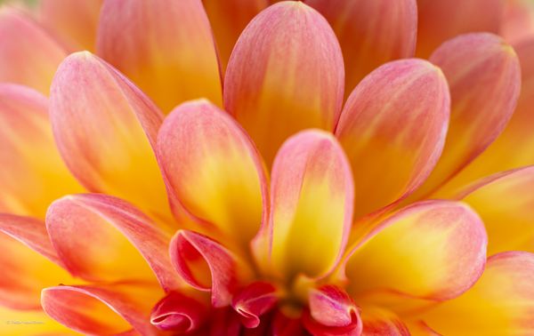 Foto van Peter van Roon