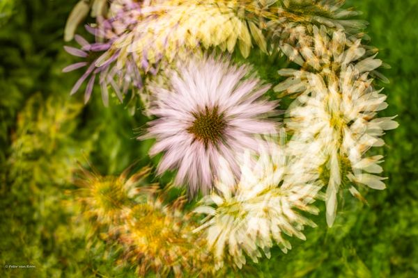 Foto van Peter van Roon