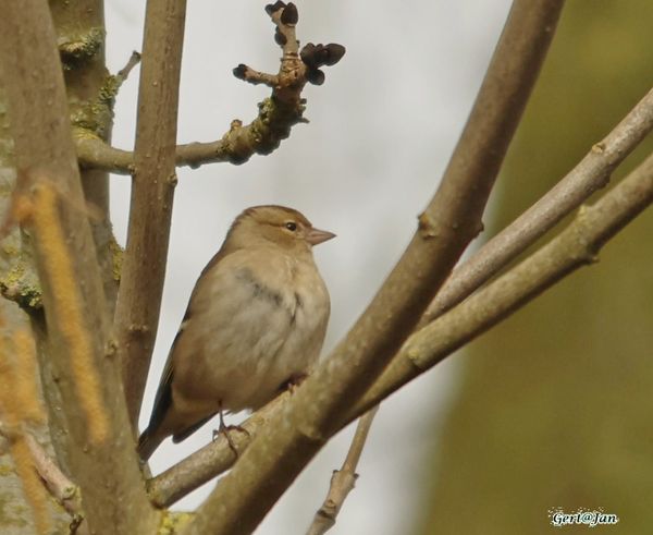 Foto van Gert-Jan Boer