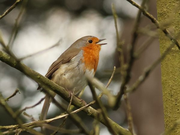 Foto van Gert-Jan Boer