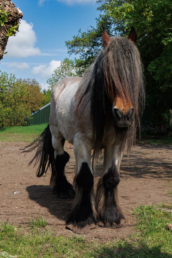 Foto van Martien Slingerland
