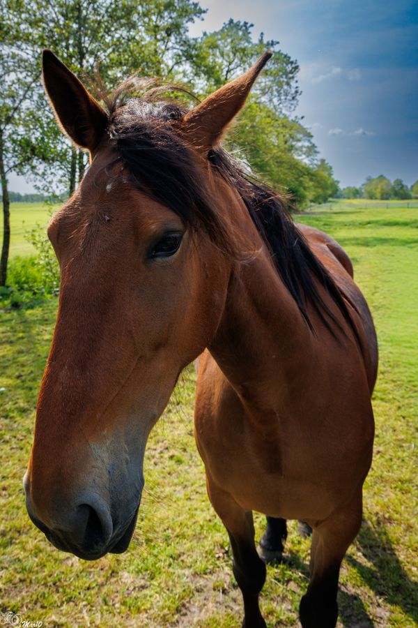 Foto van Martien Slingerland