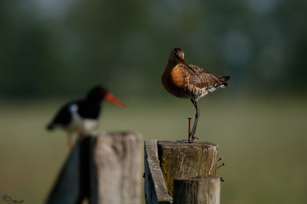 Foto van Martien Slingerland
