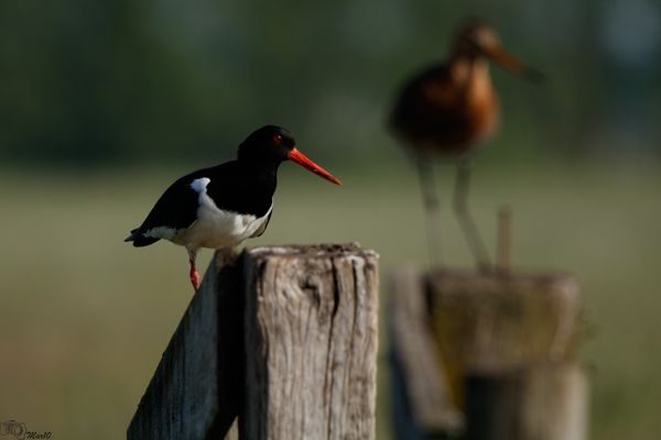 Foto van Martien Slingerland