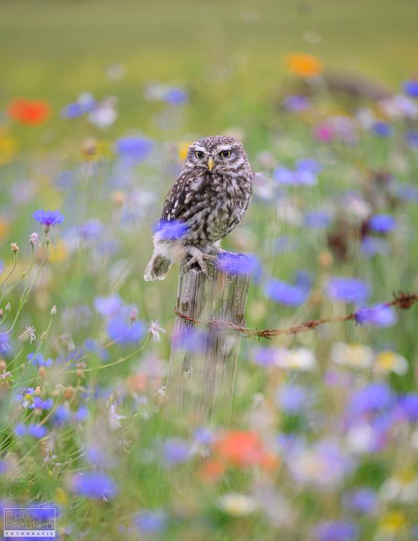 Foto van Ron Frenken
