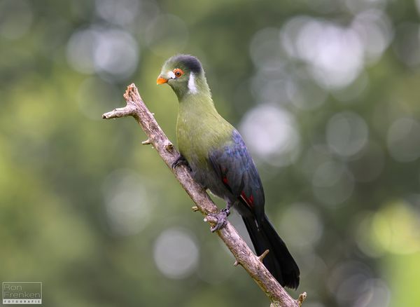 Foto van Ron Frenken