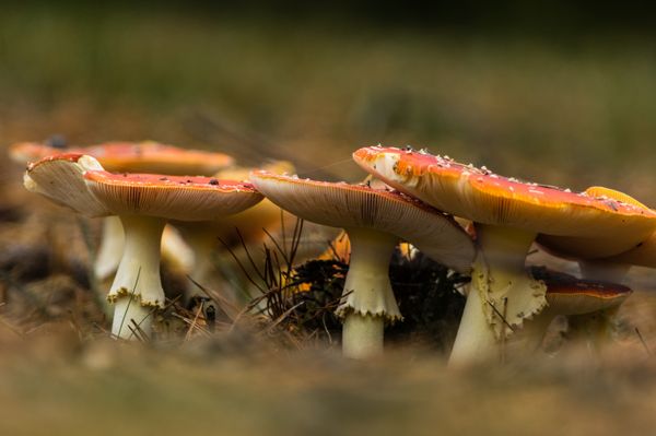 Foto van Cees v.d. Coevering