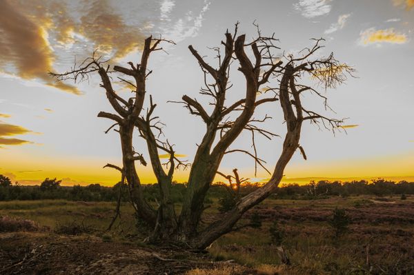 Foto van Cees v.d. Coevering