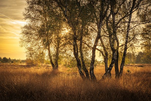 Foto van Cees v.d. Coevering