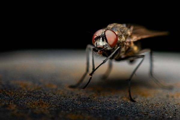 Foto van Cees v.d. Coevering