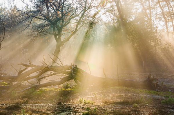 Foto van Cees v.d. Coevering