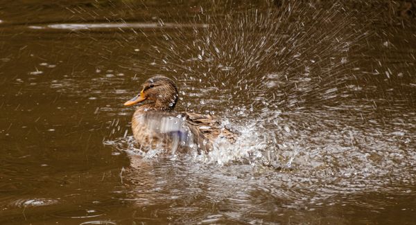 Foto van Cees v.d. Coevering