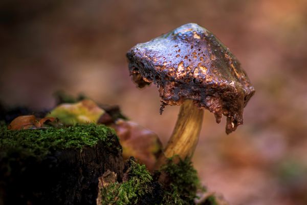 Foto van Cees v.d. Coevering