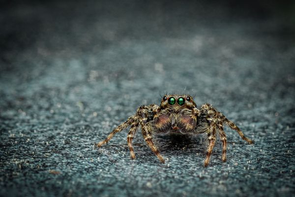 Foto van Cees v.d. Coevering