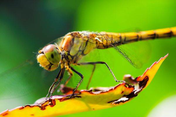 Foto van Cees v.d. Coevering