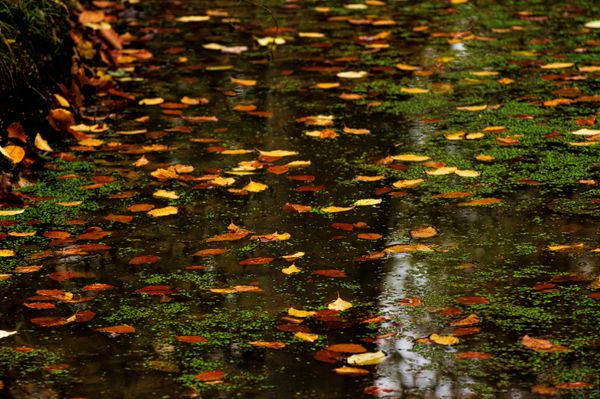 Foto van Cees v.d. Coevering