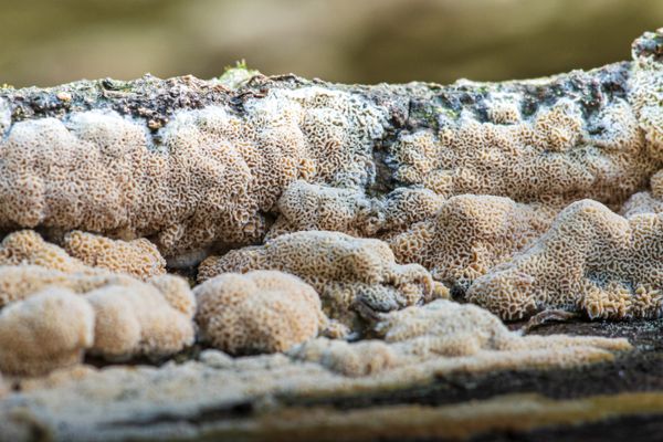 Foto van Cees v.d. Coevering