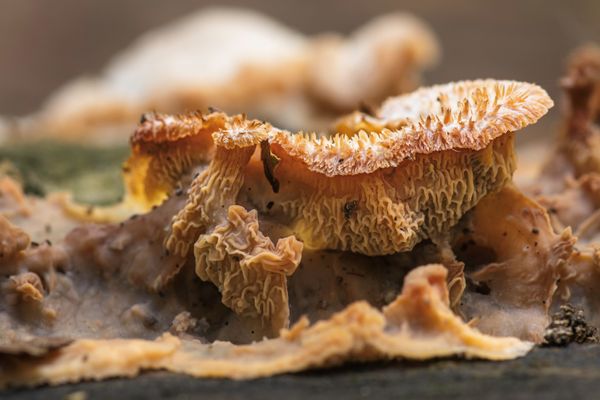 Foto van Cees v.d. Coevering