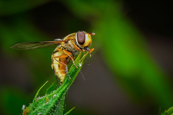 Foto van Cees v.d. Coevering