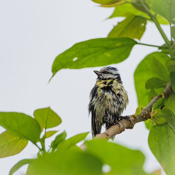 Foto van Cees v.d. Coevering