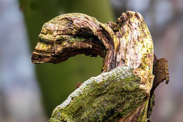 Foto van Cees v.d. Coevering