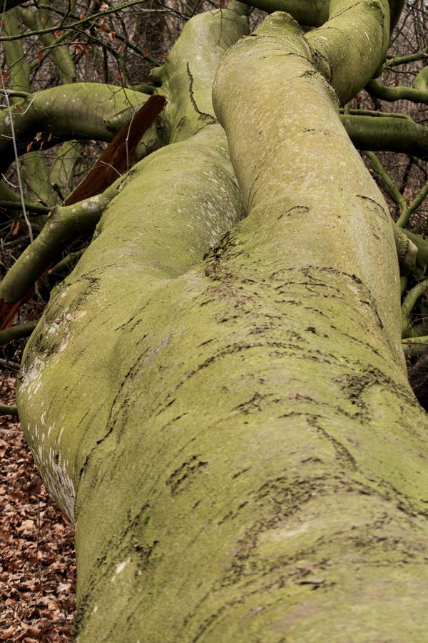 Foto van Cees v.d. Coevering