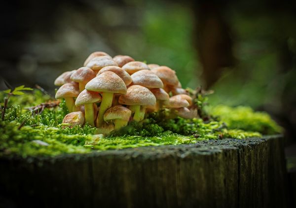 Foto van Cees v.d. Coevering