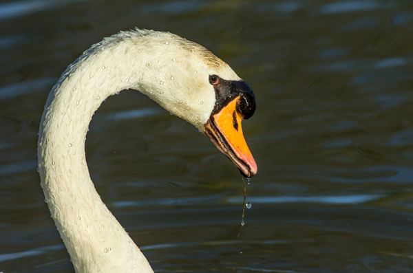 Foto van Cees v.d. Coevering